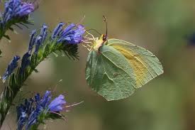 Attēlu rezultāti vaicājumam “Gonepteryx rhamni upperside”