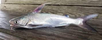 Image result for Ariopsis felis