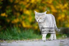 Attēlu rezultāti vaicājumam “Felis silvestris catus”