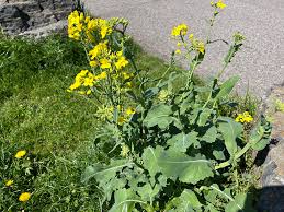 Attēlu rezultāti vaicājumam “Brassica napus flower”