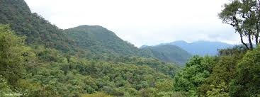 Výsledek obrázku pro yungas