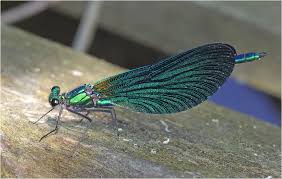 Attēlu rezultāti vaicājumam “Calopteryx virgo male”