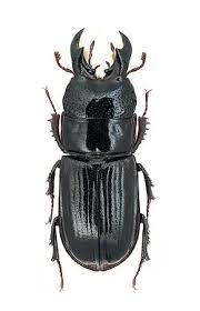 Attēlu rezultāti vaicājumam “Ceruchus chrysomelinus imago”