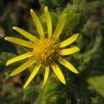 Attēlu rezultāti vaicājumam “Senecio viscosus fruit”