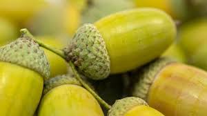 Attēlu rezultāti vaicājumam “Quercus robur fruit”