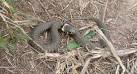 SH2840 : Grass Snake - via Daymix