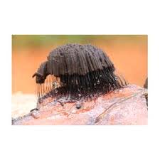 Attēlu rezultāti vaicājumam “Stemonitis foliicola”