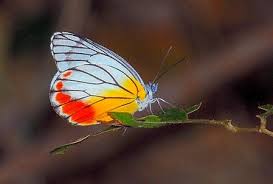 Attēlu rezultāti vaicājumam “Pieridae”