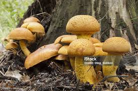 Attēlu rezultāti vaicājumam “Tricholomopsis rutilans”