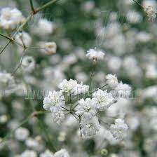 Attēlu rezultāti vaicājumam “Gypsophila paniculata flower”
