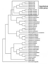 Attēlu rezultāti vaicājumam “Diderma cinereum”