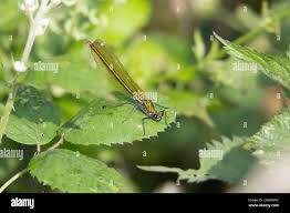 Attēlu rezultāti vaicājumam “Lestes sponsa”