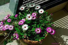 Image result for Mesembryanthemum criniflorum