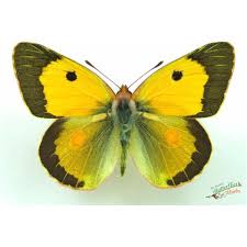 Attēlu rezultāti vaicājumam “Colias croceus”