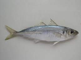 Image result for Trachurus trachurus