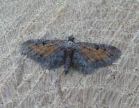 Attēlu rezultāti vaicājumam “Eupithecia icterata female”