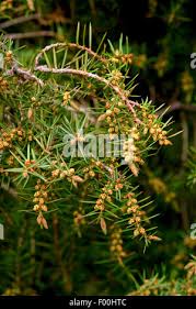 Attēlu rezultāti vaicājumam “Juniperus communis male flower”