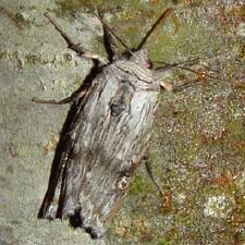 Attēlu rezultāti vaicājumam “Lithomoia solidaginis”