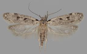 Attēlu rezultāti vaicājumam “Gelechia rhombella”