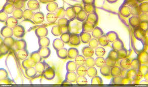 Attēlu rezultāti vaicājumam “Stemonitopsis hyperopta var. landewaldii”