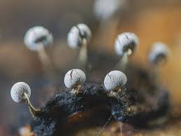 Attēlu rezultāti vaicājumam “Lycogala alisaulianovae macro”