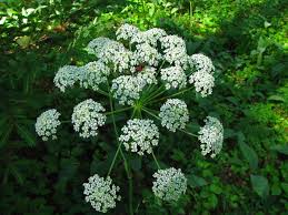Attēlu rezultāti vaicājumam “Peucedanum oreoselinum flower”