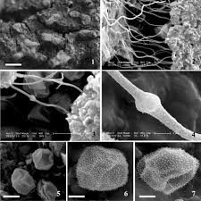 Attēlu rezultāti vaicājumam “Dianema nivale”