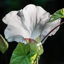 Attēlu rezultāti vaicājumam “Calystegia inflata”