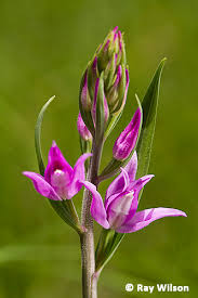 Attēlu rezultāti vaicājumam “Cephalanthera rubra bud”