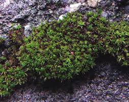 Attēlu rezultāti vaicājumam “Zygodon rupestris”