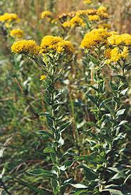 Attēlu rezultāti vaicājumam “Oligonema flavidum”