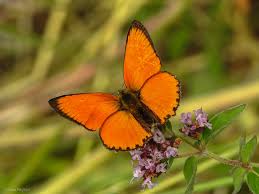 Attēlu rezultāti vaicājumam “Lycaena virgaureae underside”
