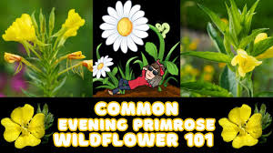 Attēlu rezultāti vaicājumam “Oenothera biennis bud”