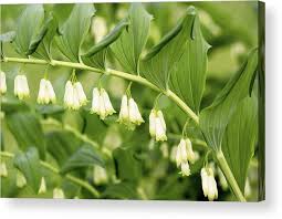 Attēlu rezultāti vaicājumam “Polygonatum multiflorum  flower”
