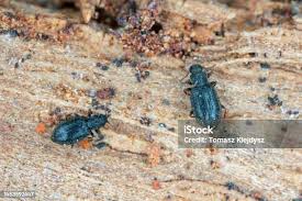 Attēlu rezultāti vaicājumam “Latridiidae”