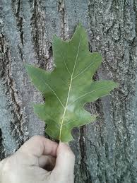 Attēlu rezultāti vaicājumam “Quercus rubra leaf”