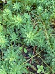 Attēlu rezultāti vaicājumam “Haloragaceae”