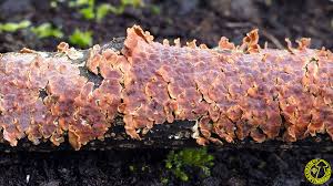 Attēlu rezultāti vaicājumam “Cylindrobasidium evolvens”