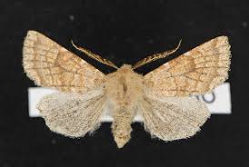 Attēlu rezultāti vaicājumam “Orthosia sp.”