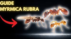Attēlu rezultāti vaicājumam “Myrmica rubra”