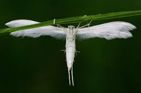 Attēlu rezultāti vaicājumam “Pterophorus pentadactyla”