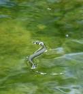 Grass snake swimming in the - via Daymix