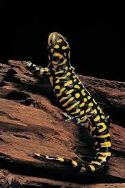 Attēlu rezultāti vaicājumam “Diderma tigrinum”