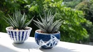 Image result for Haworthia mix