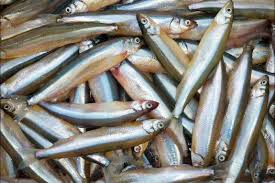 Image result for Osmerus eperlanus