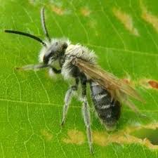 Attēlu rezultāti vaicājumam “Andrena”