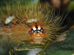 Attēlu rezultāti vaicājumam “Moma alpium”