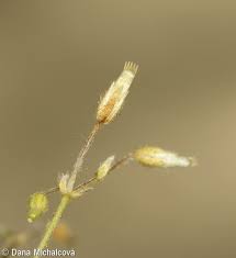 Attēlu rezultāti vaicājumam “Cerastium semidecandrum bud”