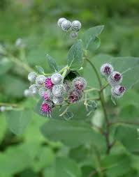 Attēlu rezultāti vaicājumam “Arctium lappa leaf”
