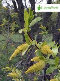 Attēlu rezultāti vaicājumam “Salix pentandra”